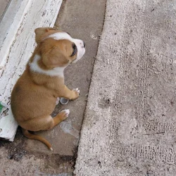 Puppie pit for sell