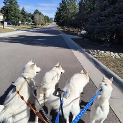 4 Siberian huskies