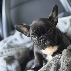 French bulldog