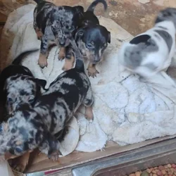 Chihuahua Puppies