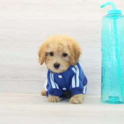 Bichapoo Puppies For Sale