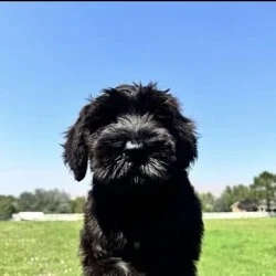 Giant Schnauzer