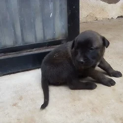 Malinois Puppies