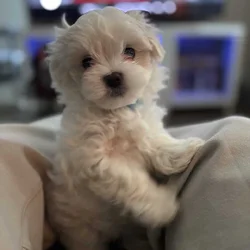 Maltese puppies