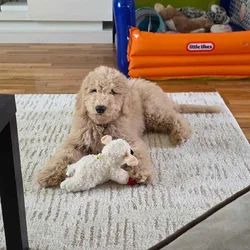 Goldendoodle Puppy