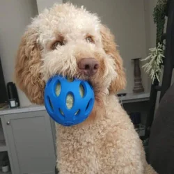 F1BB Goldendoodle puppy