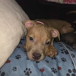 American Bully puppy