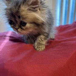 Tiger (Tabby) Flat Face Persian