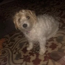 Free to a loving home