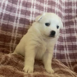 Purebred American Eskimo Puppies Available!