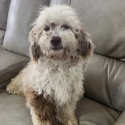 7 F1bb Cavapoo puppies