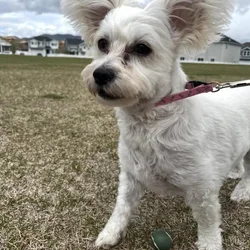Dog for Rehoming