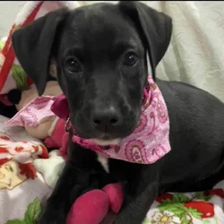 Female puppy