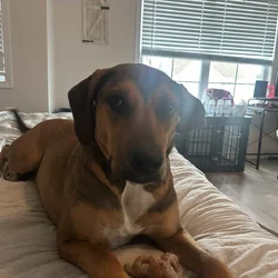 Looking for a good home for 1 year old dog