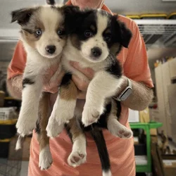 Mini Australian Shepherd Puppies – Only 3 Left!