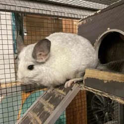 2 male chinchillas, grey and white + cage