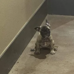 FRENCH BULLDOG 2