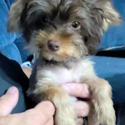 Toy yorkie - chocolate and tan