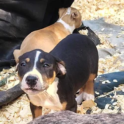 Bully/pit