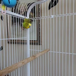 2 parakeet package