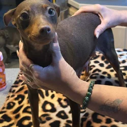 Miniature Pinscher Puppies
