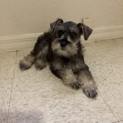 Schnauzer