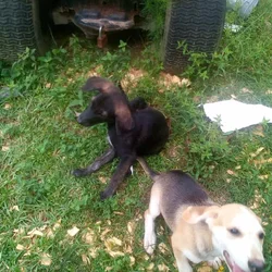 Hunting Pups