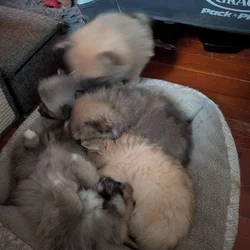 Pommeranians puppies