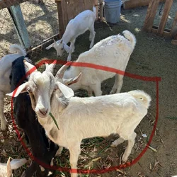 Male goats for sale 350 each