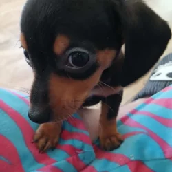 Dachshund puppies