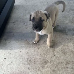 Mastiff Mix Puppies