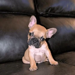 Frenchton puppies 75% French bulldog CKC