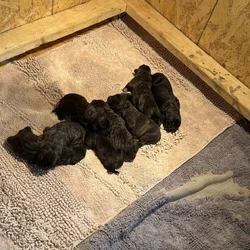 Cane Corso Puppies Iowa