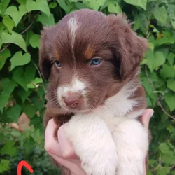 Australian Shepherd Puppies