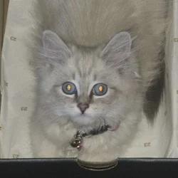 Pure breed Siberian cat