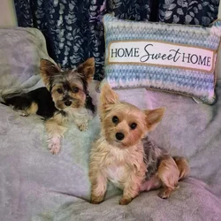 Yorkie Tales