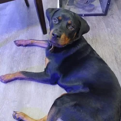 Rottweiler puppy for rehoming