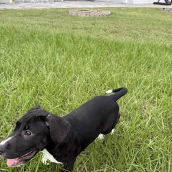 Cane corso/ Pitbul mix puppy
