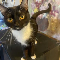 very interactive loving young female cat