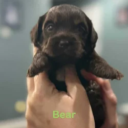Golden Doodle/Shih Tzu Puppy’s