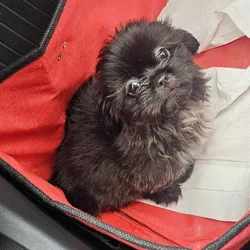 Pure breed Shih Tzu - 2Months
