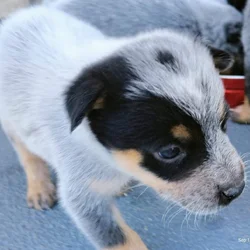 Puppy Love