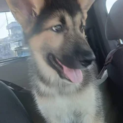 Gorgeous Shepskies