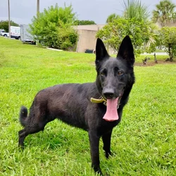 Trained German Shepherd needs a new home