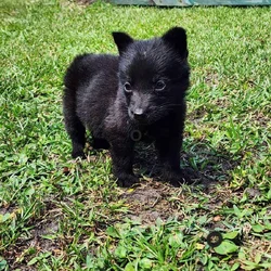 German Shepherd puppies - 7 weeks old
