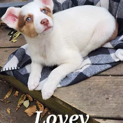 Texas Heeler (Australian Shephard Cattledog)