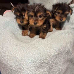 Yorkie Males 8 weeks old
