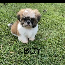 Shih tzu boy and girl