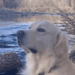 3 Year Old Male English Cream Golden Retriever