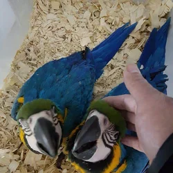 Blue & Gold Macaws